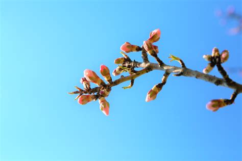 무료 이미지 아몬드 나무 봄 자연 싹 분기 작은 가지 하늘 식물 줄기 꽃 피는 식물 매크로 사진 벚꽃