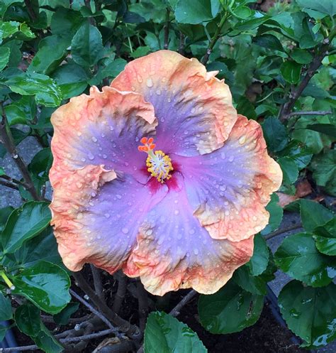 Colour Changing Hibiscus Full Of Surprises Toronto Botanical Garden