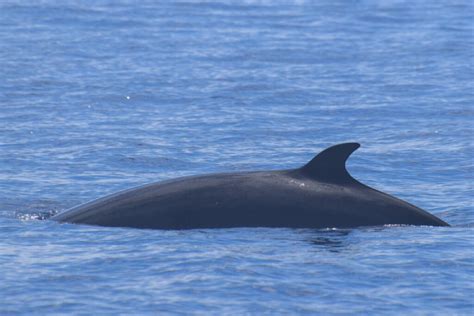 The minke whale (balaenoptera acutorostrata, balaenoptera bonaerensis). Suzy's Animals of the World Blog: MINKE WHALES