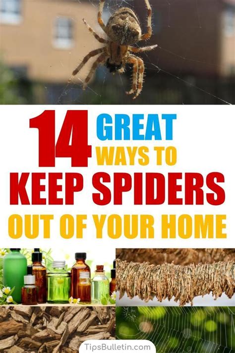 14 great ways to keep spiders out of your home naturally spiders repellent diy get rid of