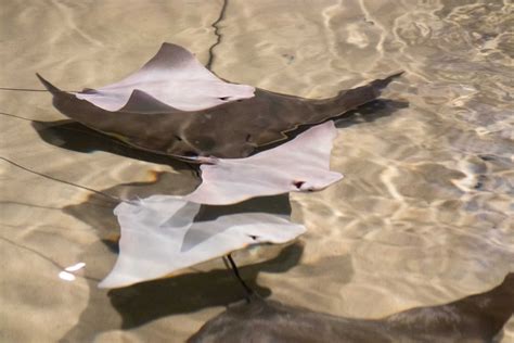 New 29 Million Shark And Ray Touchpool At Audubon Aquarium To Open