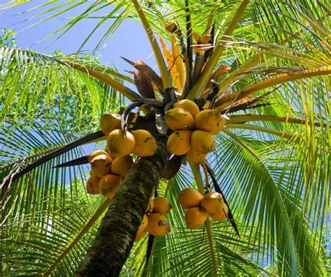 Coconut Tree Vs Palm Tree How To Identify The Difference Fallsgarden