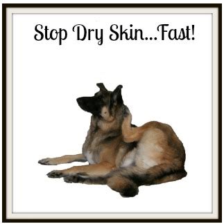 The symptoms are intense itching, red. Dog Dry Skin: This is Why Your Dog Has It, Now See What To Do