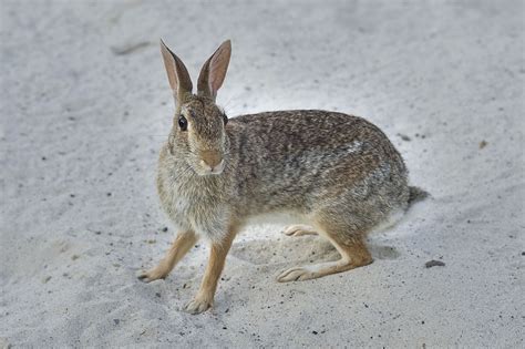 Photo 787-23: Eastern cottontail rabbit (Sylvilagus floridanus...M ...
