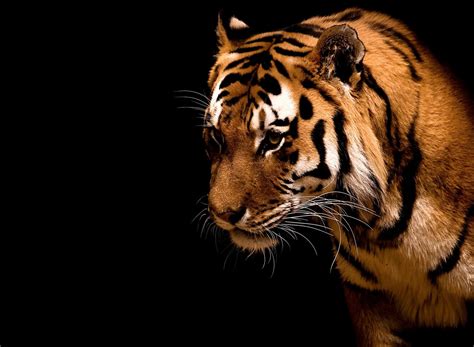 Wallpaper Download 5120x3200 A Look Of Fierce Animal The Tiger