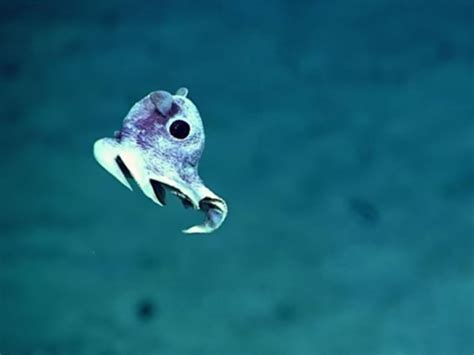 Incredible Images Of Undiscovered Deep Sea Creatures Released After