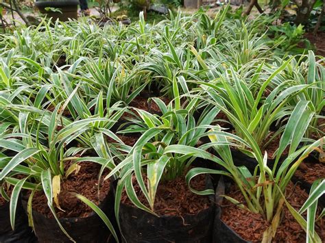 Jual pohon lili paris | jasa tukang taman | supplier ...
