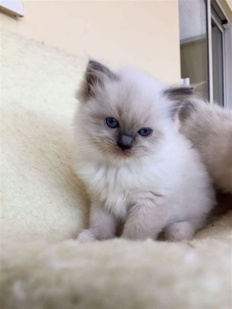View our kittens up for adoption. (SOLD) BEAUTIFUL FEMALE RAGDOLL KITTEN | Blyth ...