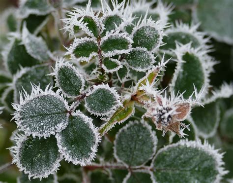 Free Images Nature Branch Snow Cold Winter Leaf Flower Frost