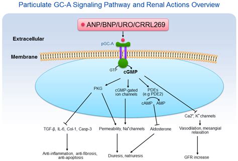 Ijms Free Full Text Particulate Guanylyl Cyclase Acgmp Signaling