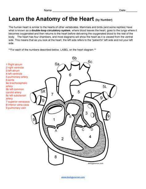 Heart Anatomy Worksheets Answers Printable Worksheets