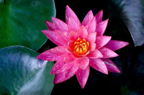 Beautiful Red Water Lily Flower In The Lake Nymphaea Reflection In The