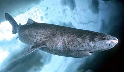 According to the guinness world records, the oldest dog on record was another australian dog named bluey, who was 29 years and five months. Greenland shark - long-lived shark | DinoAnimals.com