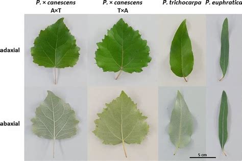 Representative Morphology Of 5 Week Old Poplar Leaves Harvested In May