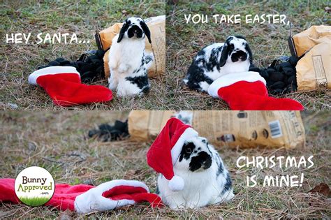 Who Needs Santa When You Have A Christmas Bunny Funny Bunnies Cute