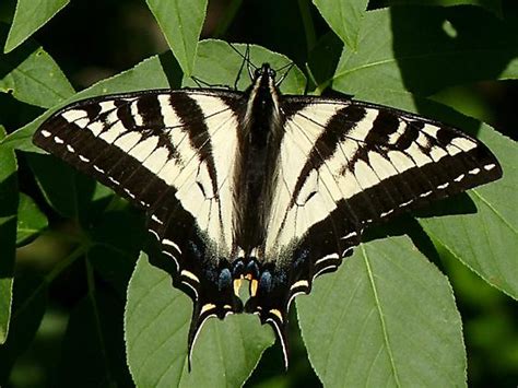 Pale Swallowtail Or Pale Western Tiger Papilio Bugguide Net
