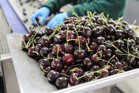 Red Ripe Cherries Being Bagged For Shipment In A Fruit Packaging