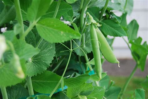 Sugar snap peas are grown for their edible pods that have a slightly sweet taste when compared with other edible pod pea varieties, such as snow peas. Gardening Guide, Growing Sugar Snap Peas