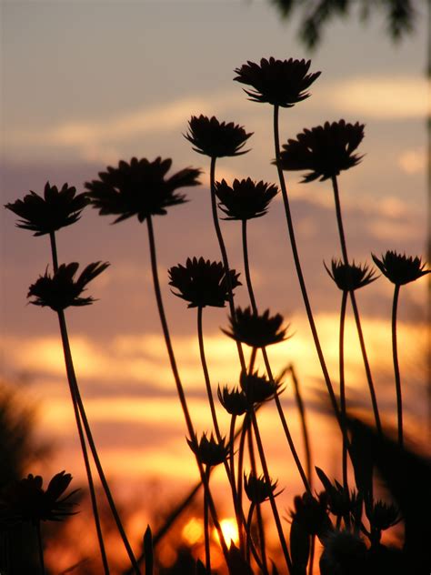Flowers At Sunset Free Stock Photo Public Domain Pictures