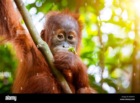 Explore The Wonders Of Rainforest Cute Animals In 25 Photos