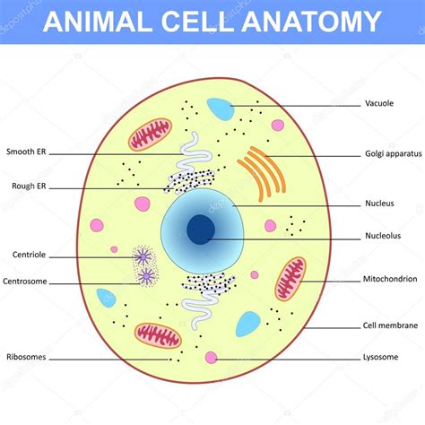 Humans, for example, also have hundreds of different cell types. Structure of an animal cell — Stock Vector © mrhighsky ...