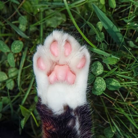 Declawing Cats Examining The Pros Cons And Alternatives