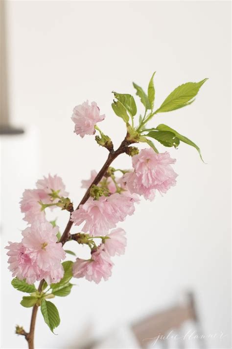 Fresh And Faux Cherry Blossom Branches Julie Blanner
