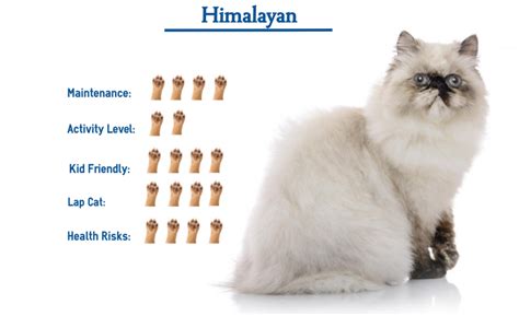 Types Of Himalayan Cats