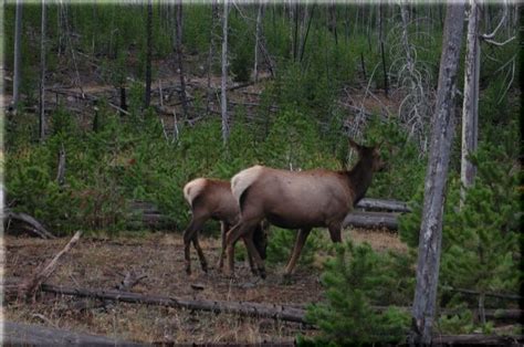 Travel Yellowstone National Park Part Two The Enchanted Manor