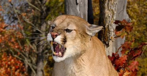 Watch Hikers Terrifying Encounter With Cougar On Hiking Trail