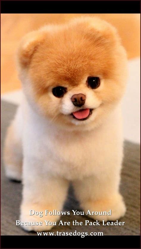 Experts Advice On Dog Care Cute Dogs Cute Baby Animals Pomeranian Puppy