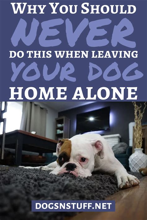 Why You Should Never Do This When Leaving Your Dog Home Alone