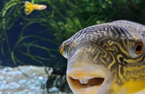 The Ultimate Guide To Freshwater Puffer Fish Fishlab