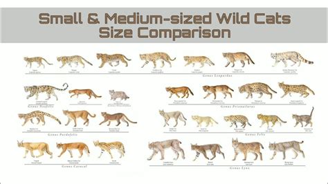 Smallest And Medium Sized Wild Cats Size Comparison Youtube