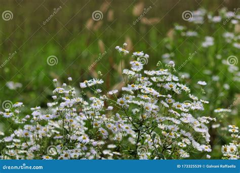 Large Group Of Daisies In A Green Field Stock Image Image Of Blooming