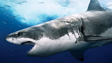 Great White Shark Sharks Scary Shark