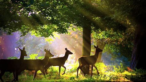 Wonderful Scene Natural With Deer Wildlife Photography British