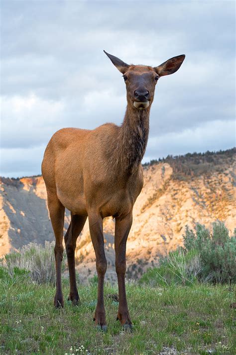 Cow Elk Photograph By Aaron Spong Pixels