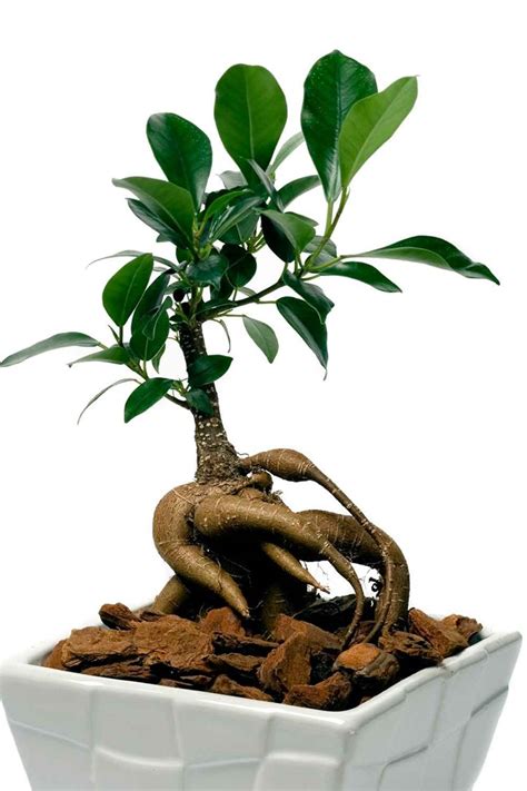 We did not find results for: What type of #bonsai tree is best for you? #portjacksonfig ...