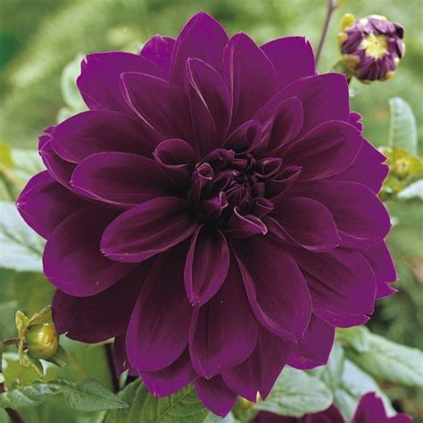 Best 25 Purple Dahlia Ideas On Pinterest Purple Flowers Dark Purple