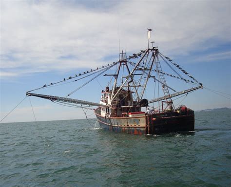Pesca Industrial Maros Sa De Cv Company Dedicated To Fish Shrimp