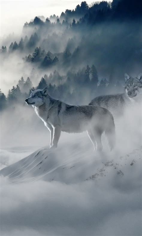 1280x2120 Snow Wolf Iphone 6 Hd 4k Wallpapers Images Backgrounds