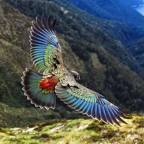 New Zealand Kea Is A Large Species Of Parrot About 19 Long Found In