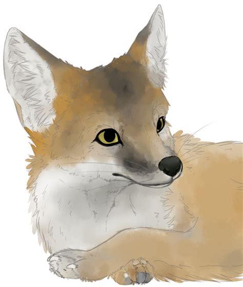 Swift Fox Sketch By Cozieoak On Deviantart