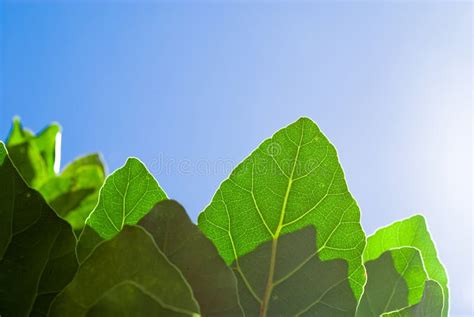 Fresh Green Leaf And Blue Sky Stock Photo Image Of Light Harmony