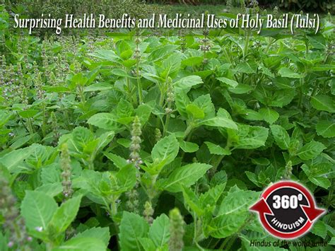 Health Benefit And Medicinal Use Of Holy Basil Tulsi