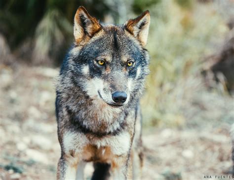 Young Iberian Wolf Iberian Wolf Taken At Lobo Park Antequ Flickr