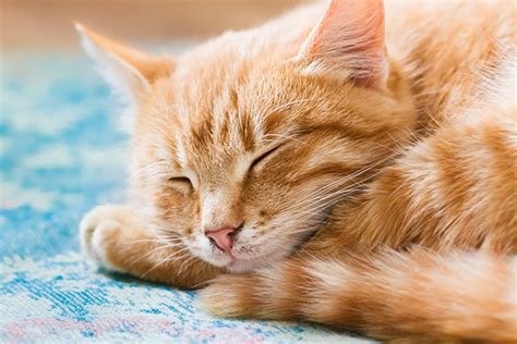 Orange Tabby Cat Facts Orange Cat Breeds