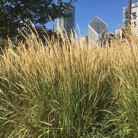 Feather Reed Grass Karl Foerster Calamagrostis X