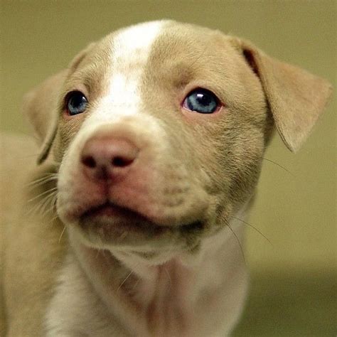 I Love This Red Nose Pit Pitbull Puppies Red Nose